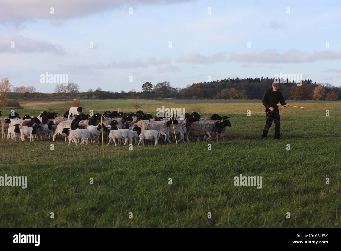 New K twin, Germany, farmer brings a herd from pasture Dorperschafe Stock Photo