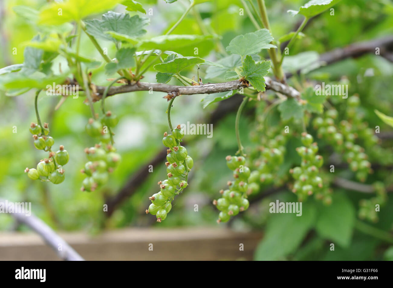 Young ovaries of red currant. Stock Photo