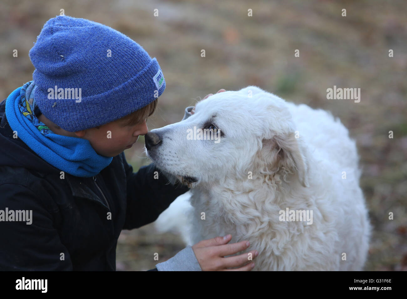 New K twin, Germany, boy cuddles a Pyrenaeenberghund Stock Photo