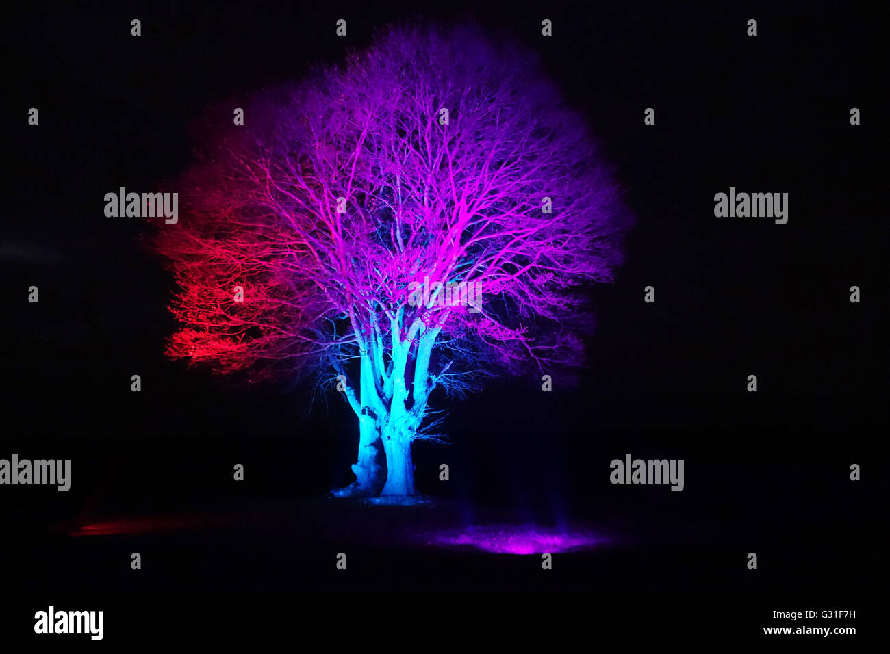 Hoppegarten, Germany, leafless tree is illuminated colored night Stock Photo