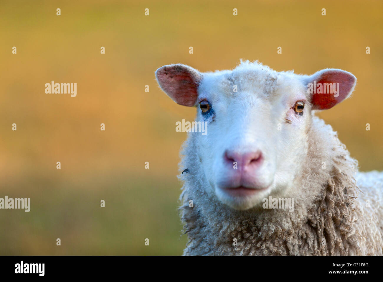 A portrait of a white sheep taken early in the morning. Stock Photo