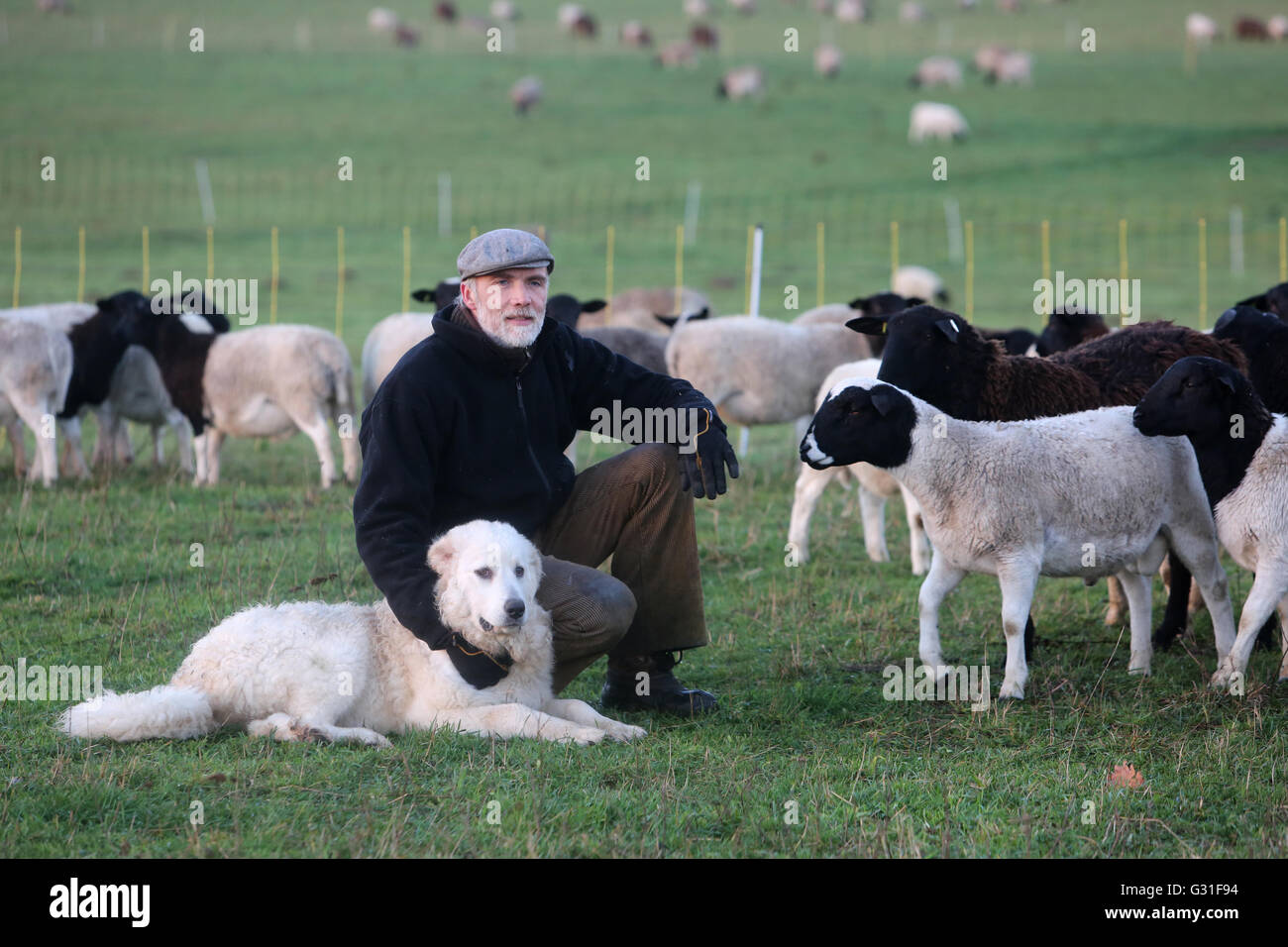 New K twin, Germany, farmer sitting with his Pyrenaeenberghund amidst a flock of sheep Stock Photo