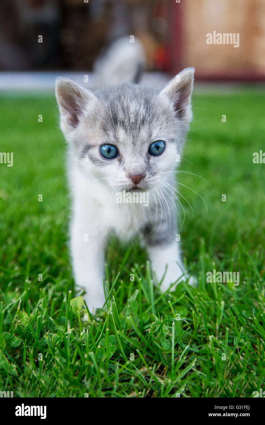 Curious cat stands in grass Stock Photo