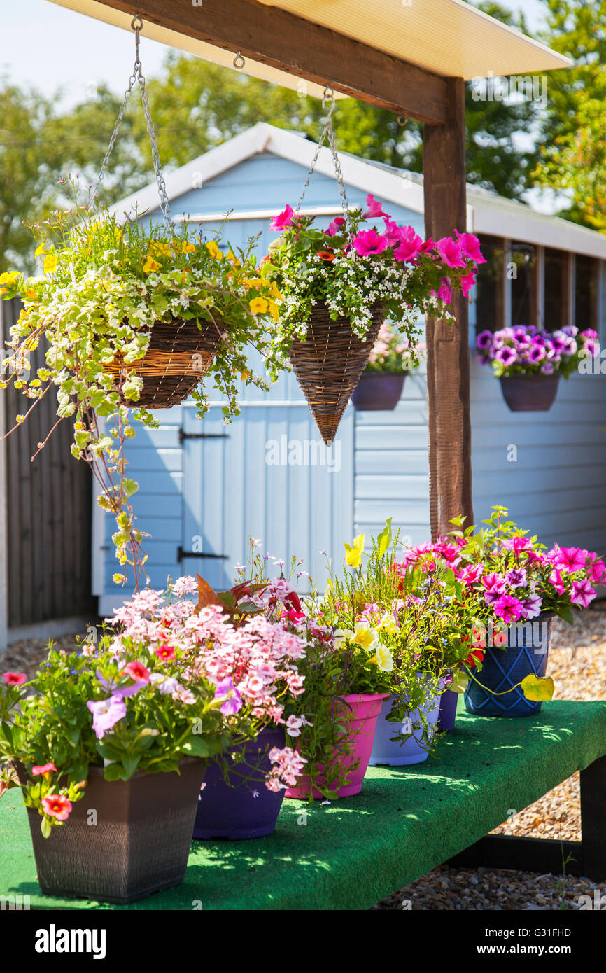 Summer weather, summer flowers, hanging baskets and powder blue painted wooden shed, at