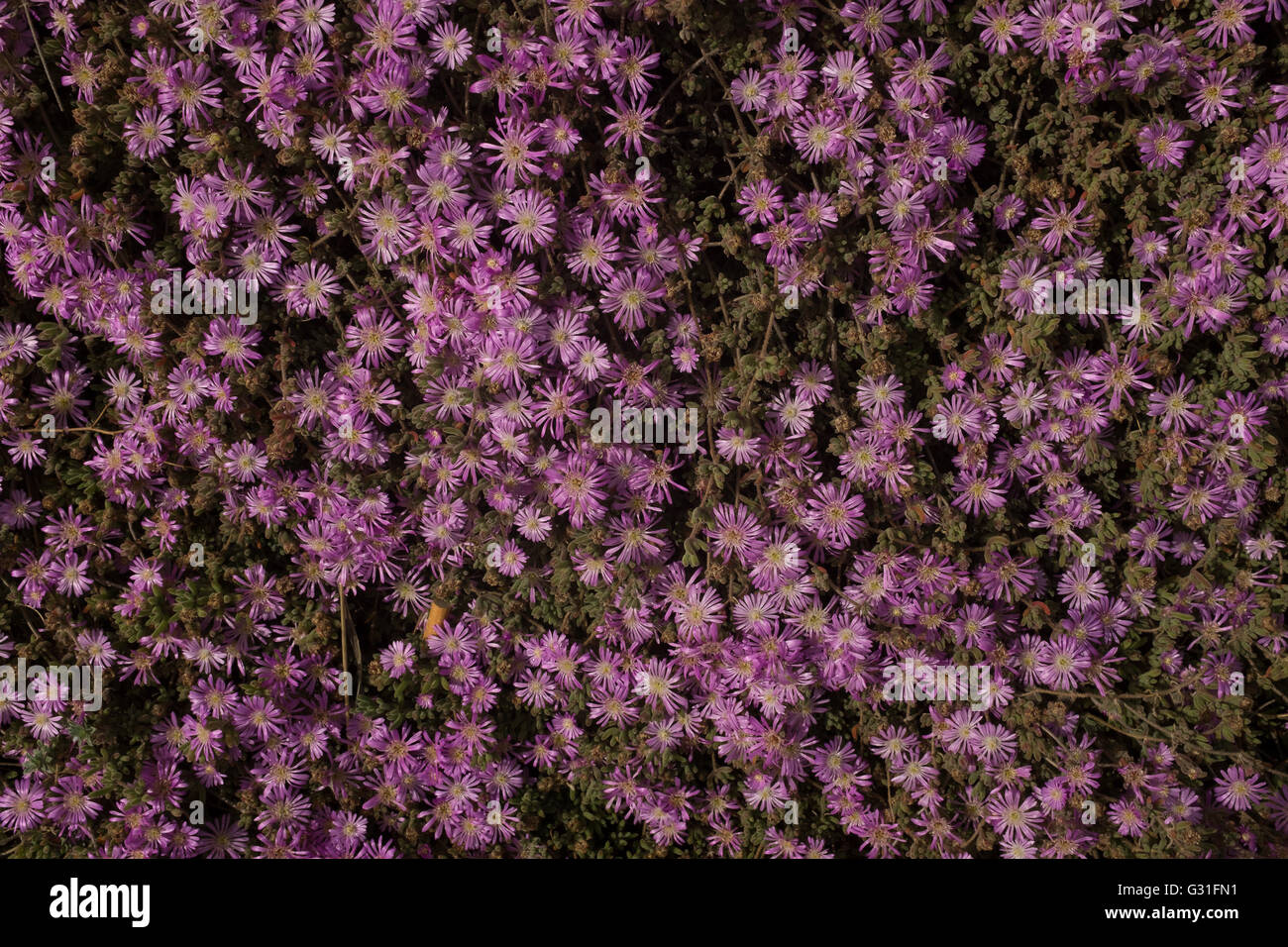 Purple Wildflowers. Monte Sibillini, Italy Stock Photo