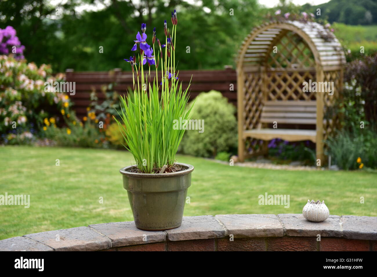 Blue Iris plant growing in a pot outside in a garden Stock Photo Alamy