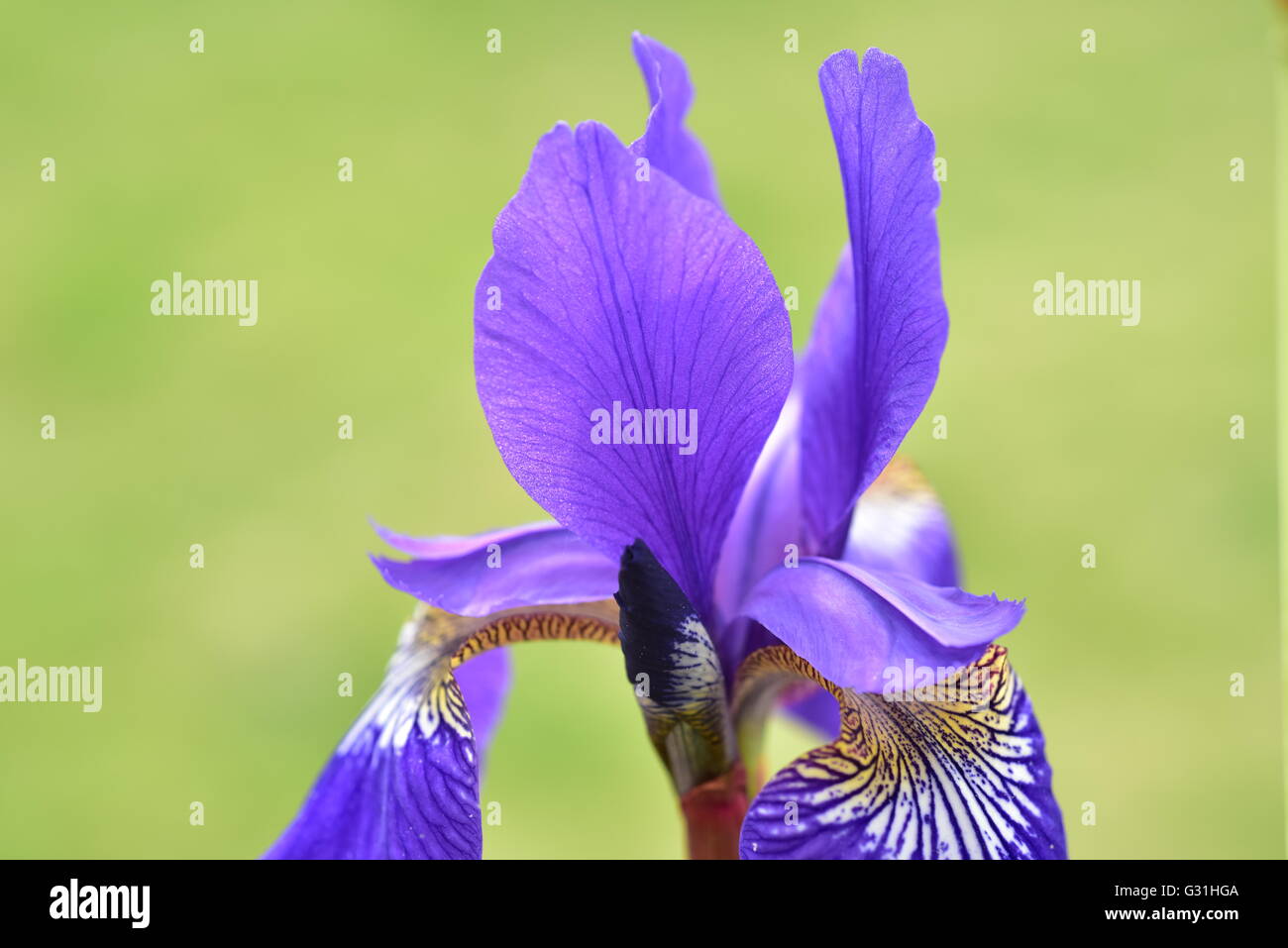 Blue Iris plant growing in a pot outside in a garden. Stock Photo