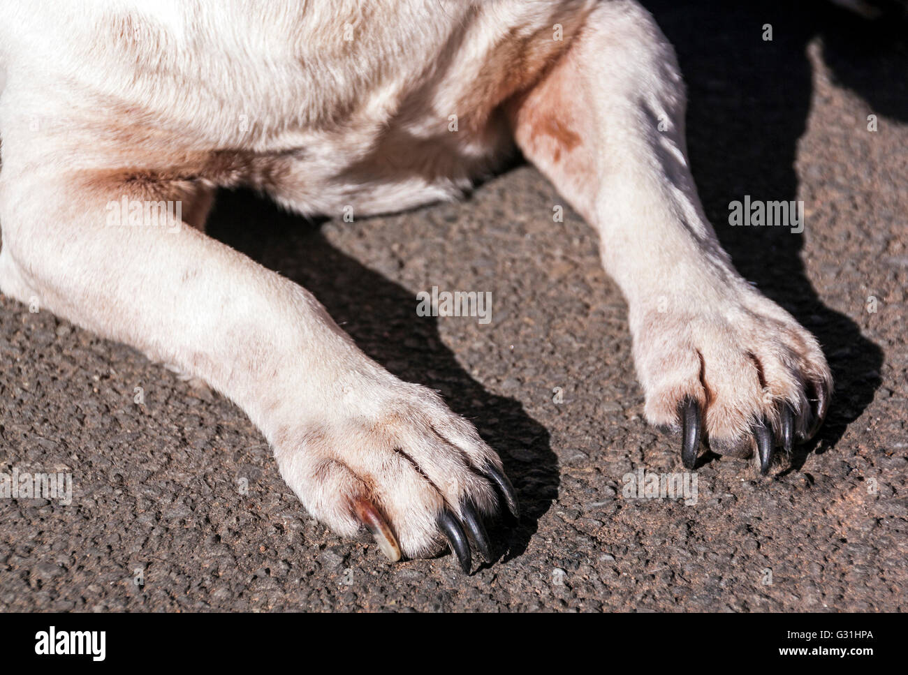 Black dog with white paws hi-res stock photography and images - Alamy