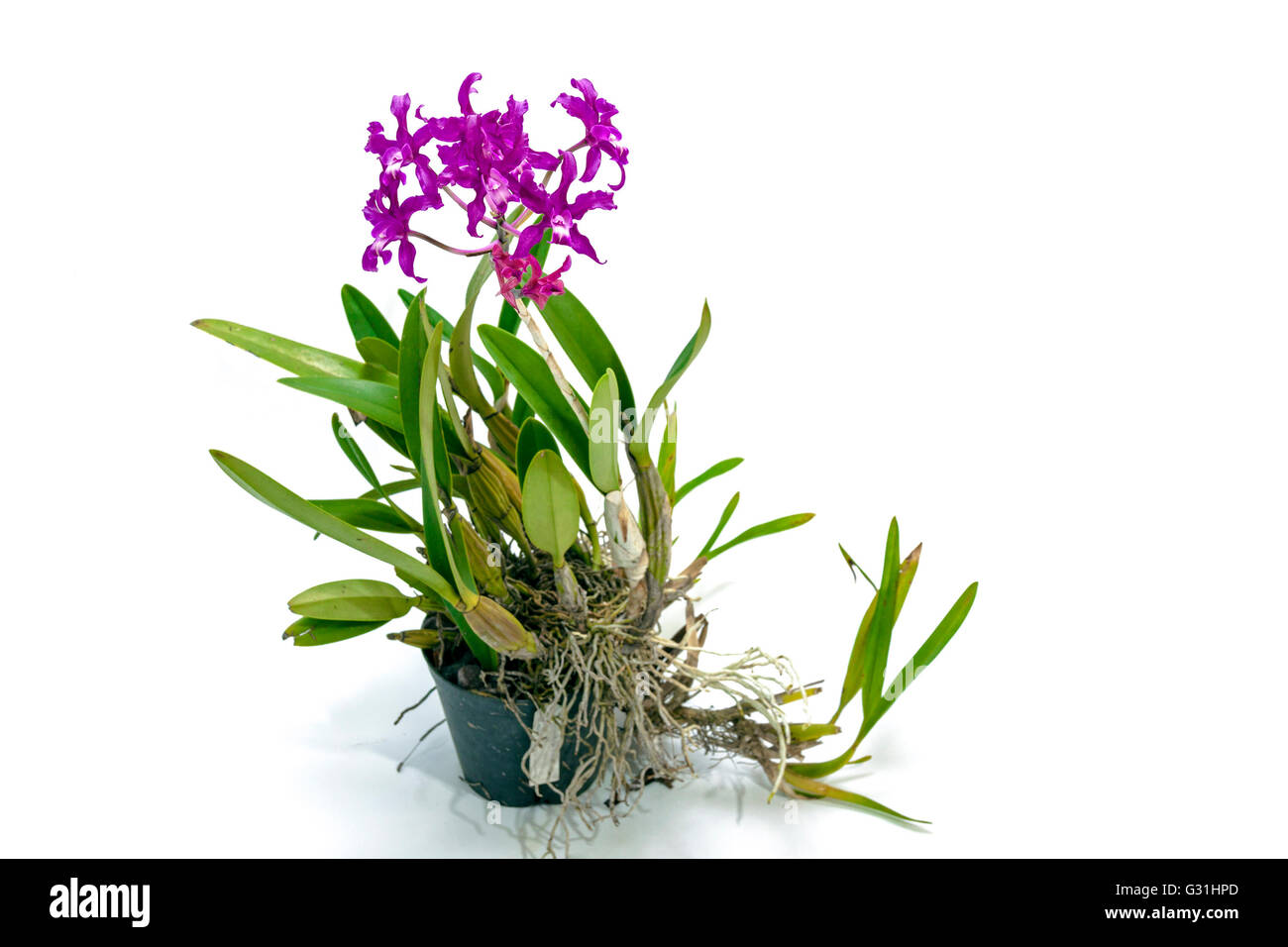 Hybrid orchid plant with stem of purple flowers on white background Stock Photo