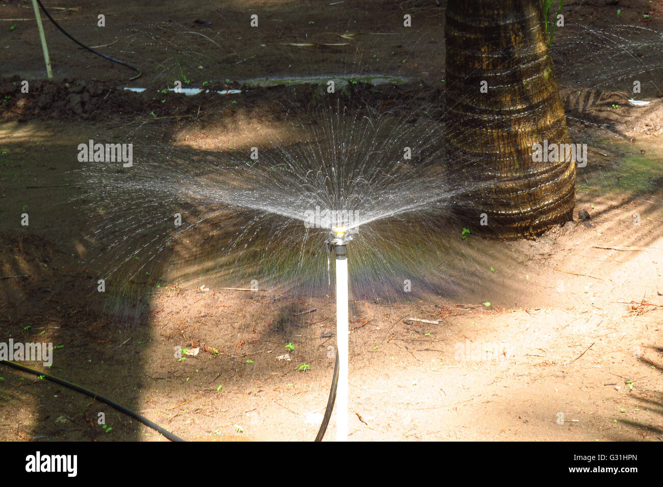 A rotating water sprinkler watering a garden of coconut trees in the