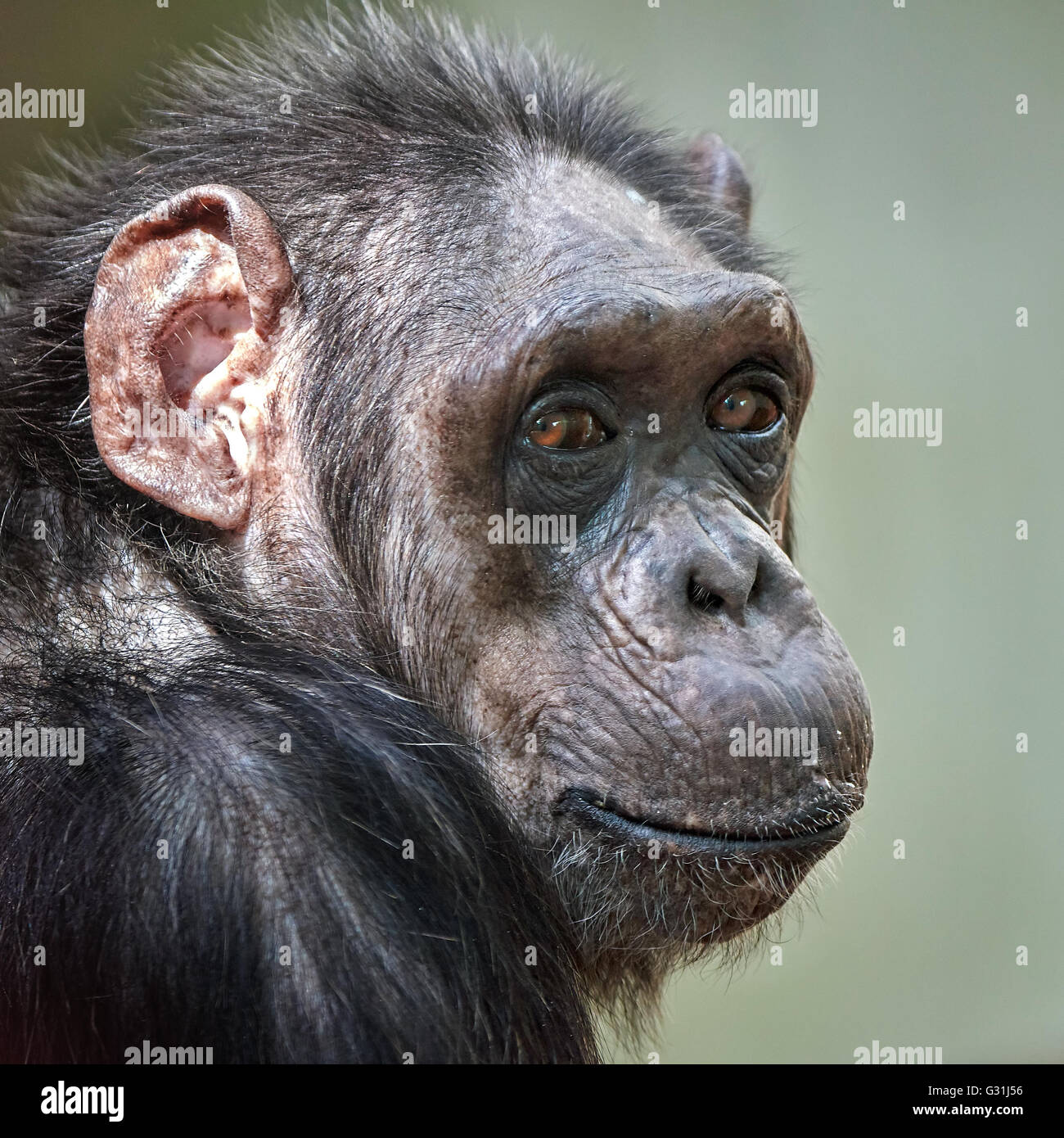 Closeup portrait of a Common Chimpanzee with eye contact Stock Photo