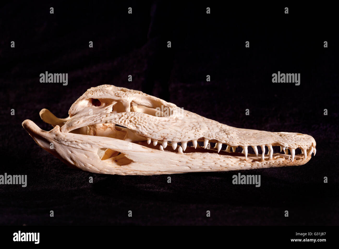 Berlin, Germany, skulls of a crocodile Stock Photo - Alamy