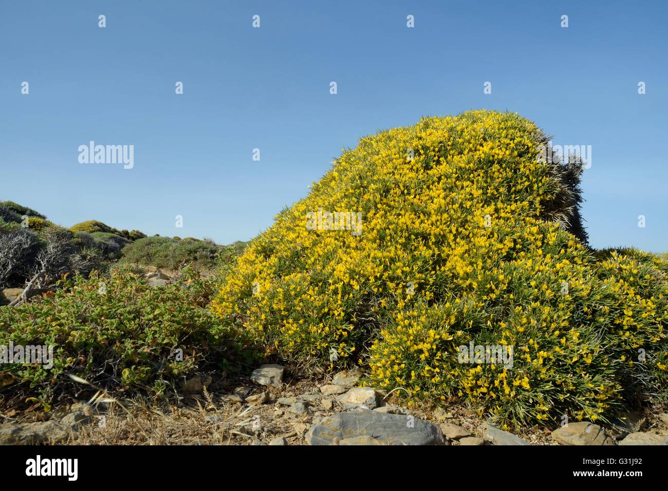 Clump of low growing Broom (Genista acanthoclada) with spiny leaves among garrigue / phrygana scrubland, Lasithi, Crete, Greece Stock Photo