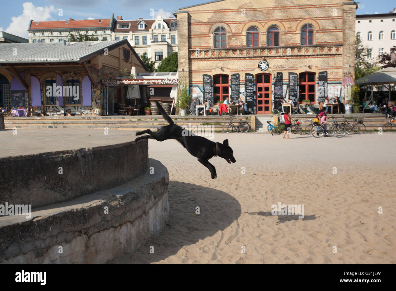 Berlin, Germany, Dog in Goerlitzer Park in Kreuzberg Stock Photo Alamy