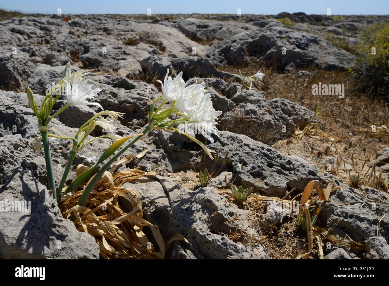 Sea daffodil / Sea Lily (Pancratium maritimum) flowering among limestone rocks on coastal headland, Ponta de Sagres, Portugal Stock Photo