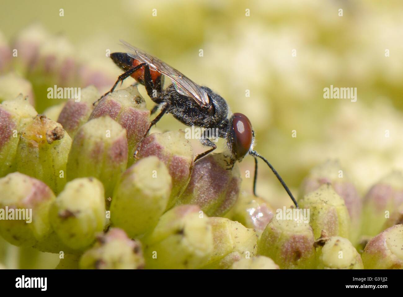 Crabronid wasp (Astata cf. boops), a predator of shield bugs feeding on Rock samphire flowers (Crithmum maritimum), Portugal. Stock Photo