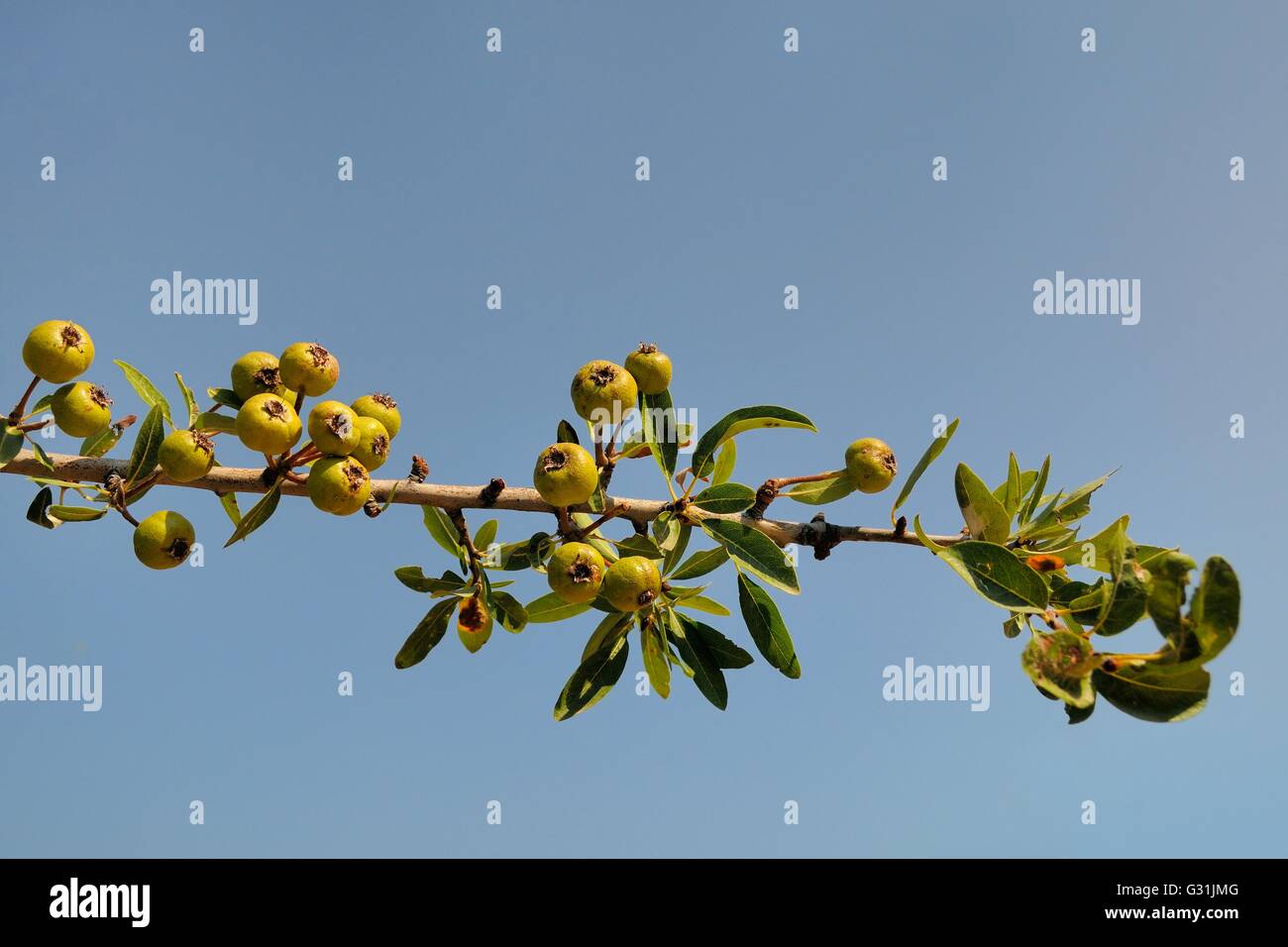 Wild pear (Pyrus pyraster) fruits ripening on a branch, Argolis, Peloponnese, Greece, August. Stock Photo