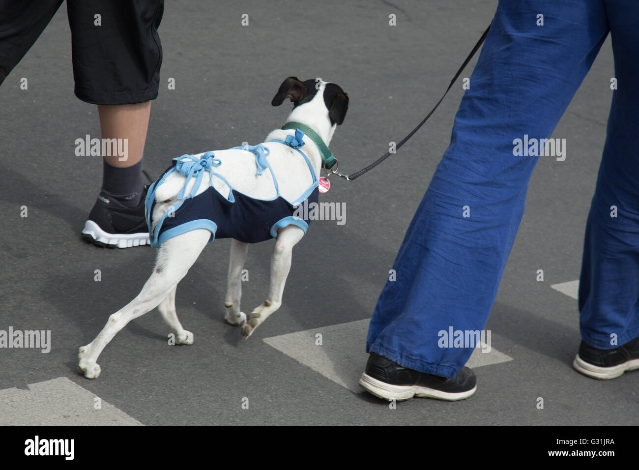 Berlin, Germany, Dog with rueckenfreiem shirt go when going for in the