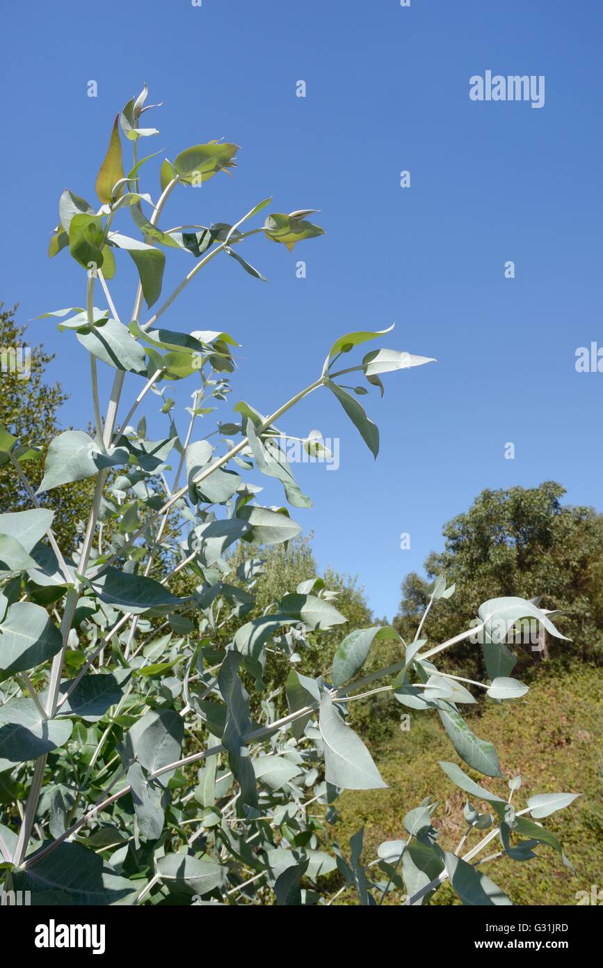 Young Shining gum (Eucalyptus nitens) saplings, Monchique mountains, Algarve, Portugal, August. Stock Photo