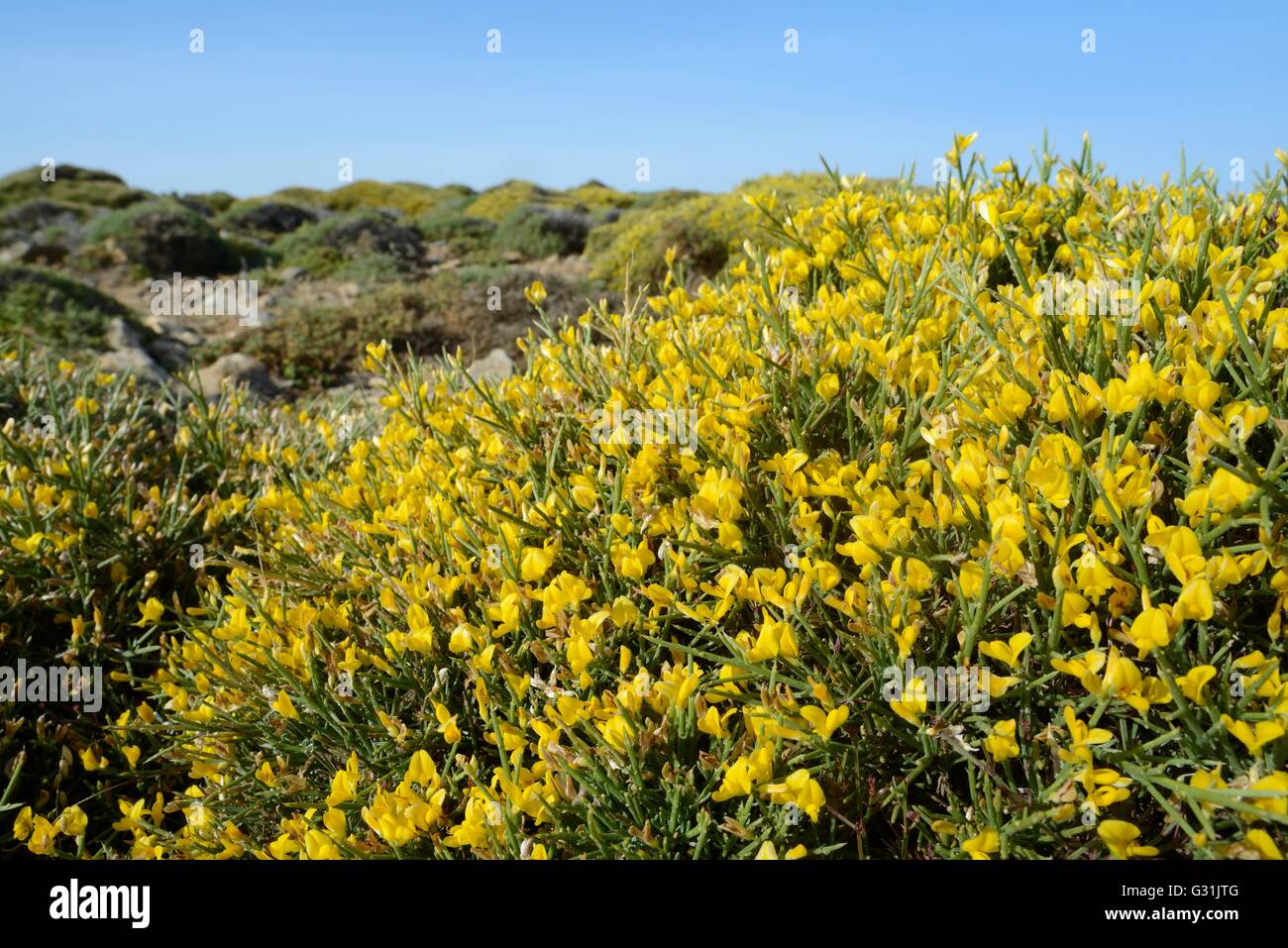 Clump of low growing Broom (Genista acanthoclada) with spiny leaves among garrigue / phrygana scrubland, Lasithi, Crete, Greece, Stock Photo