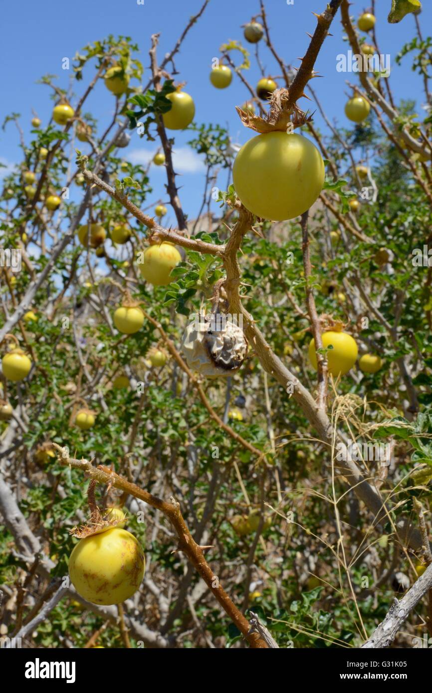 Apple of Sodom / Devil's apple / Devil's tomato  (Solanum linnaeanum / sodomaeum) an invasive South African species in Portugal. Stock Photo
