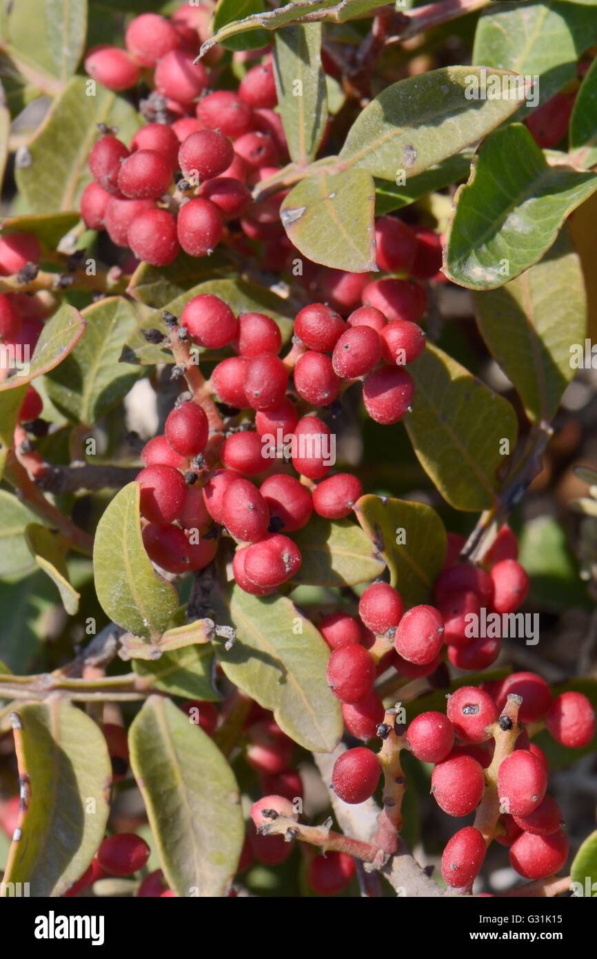Mastic Tree Fruit Fruit Trees
