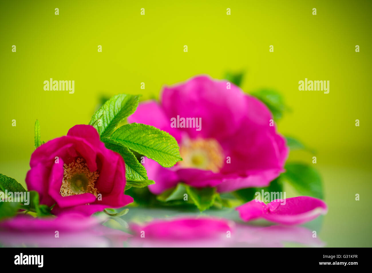Cultured rose hi-res stock photography and images - Alamy