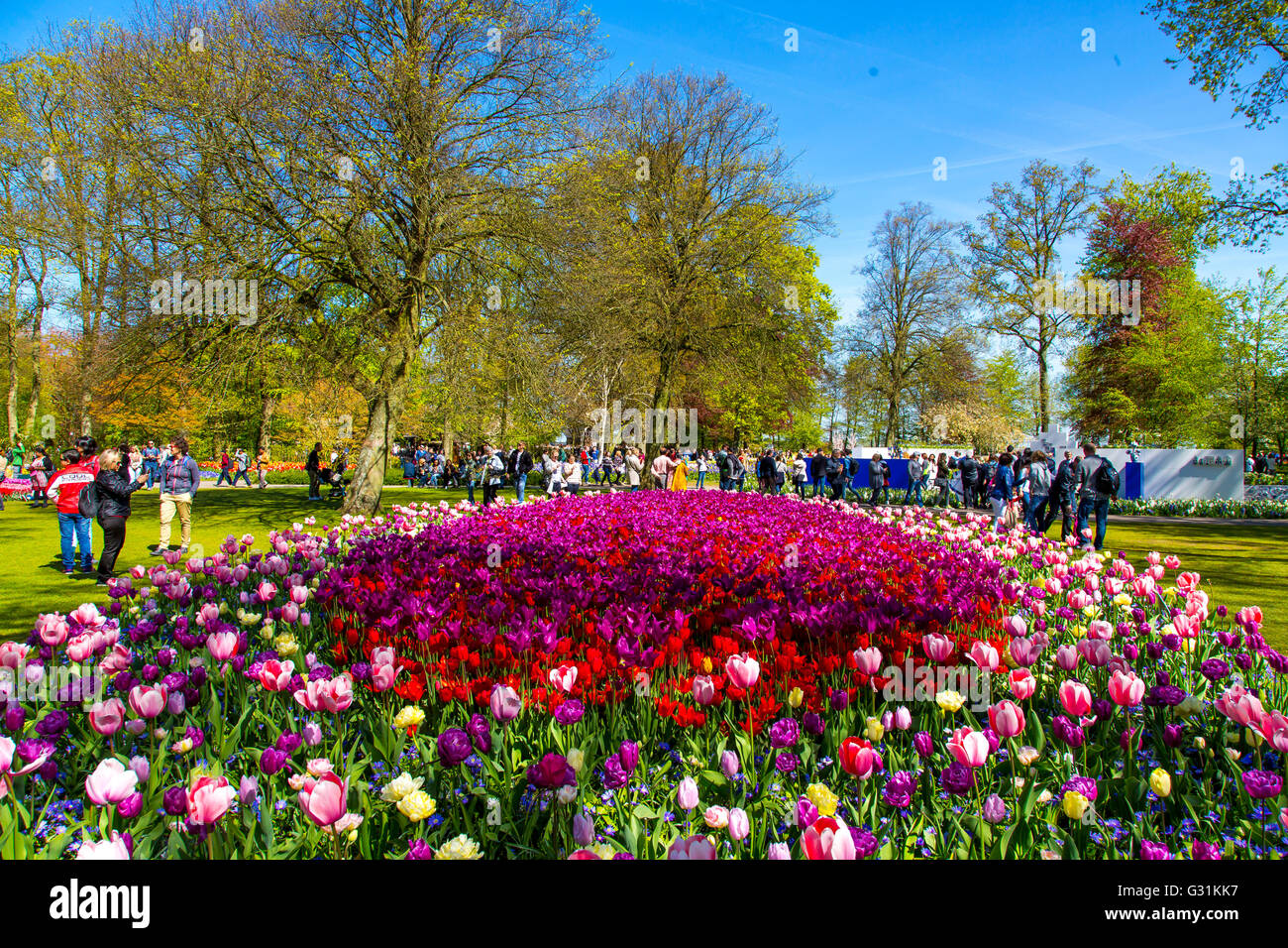 The Keukenhof, Garden, Amusement Park, Spring Park, flower show in the