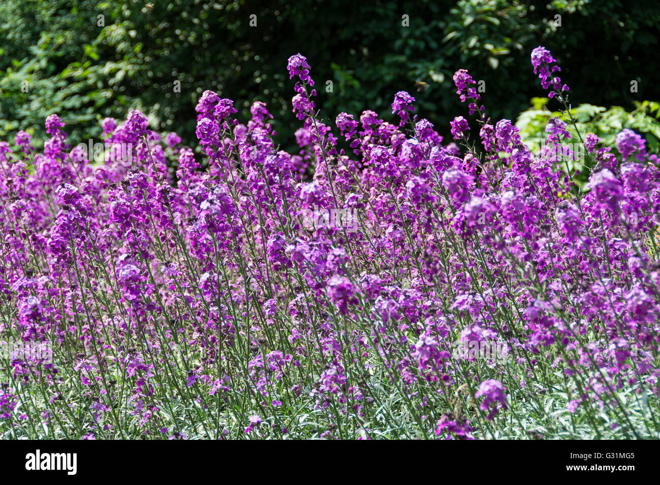 Colourful flowers in an English park Stock Photo - Alamy