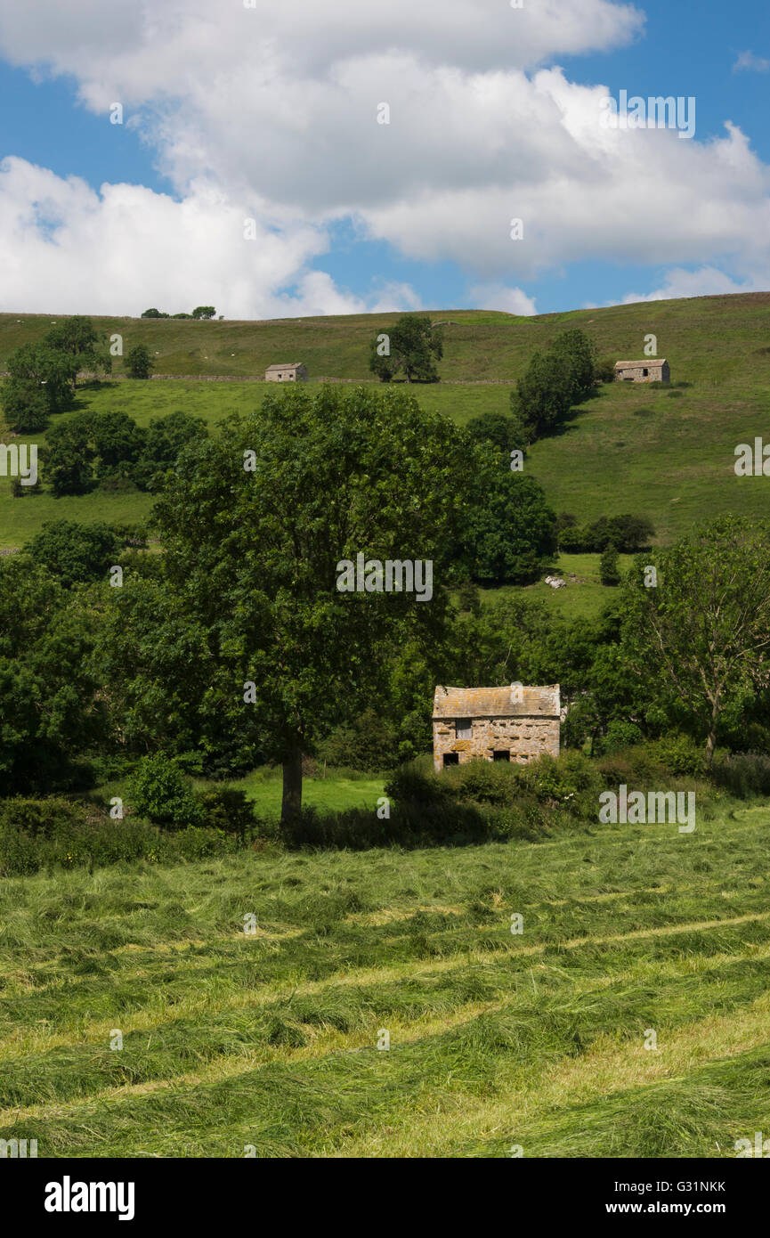 Lines of mown meadow grass and traditional, stone, field barn - nestling under hills near Hawes, Yorkshire Dales, England. Stock Photo