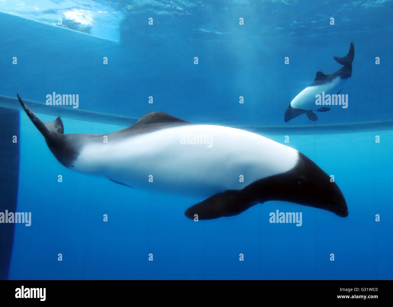 Panda dolphin hi-res stock photography and images - Alamy