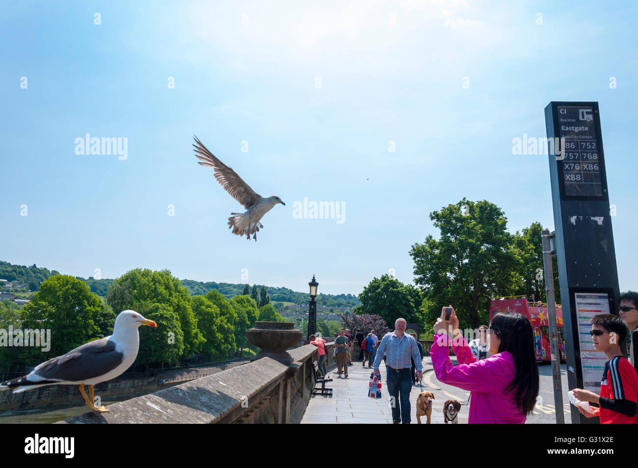 Bath, Somerset, UK weather. 6th June 2016. A tourist photographs a low