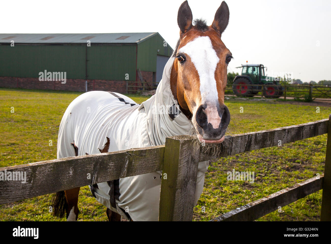 Equestrian muzzle summer uk hires stock photography and images Alamy
