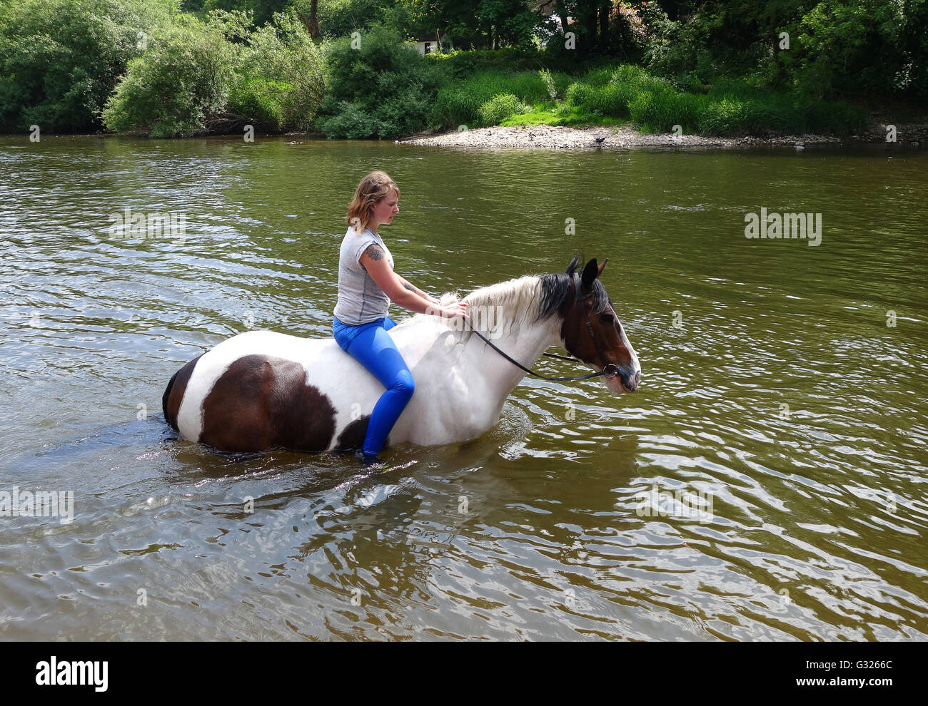 Woman riding horse in river. Horse and rider cooling off in the waters of the River Severn in the Ironbridge Gorge. Credit:  David Bagnall Stock Photo