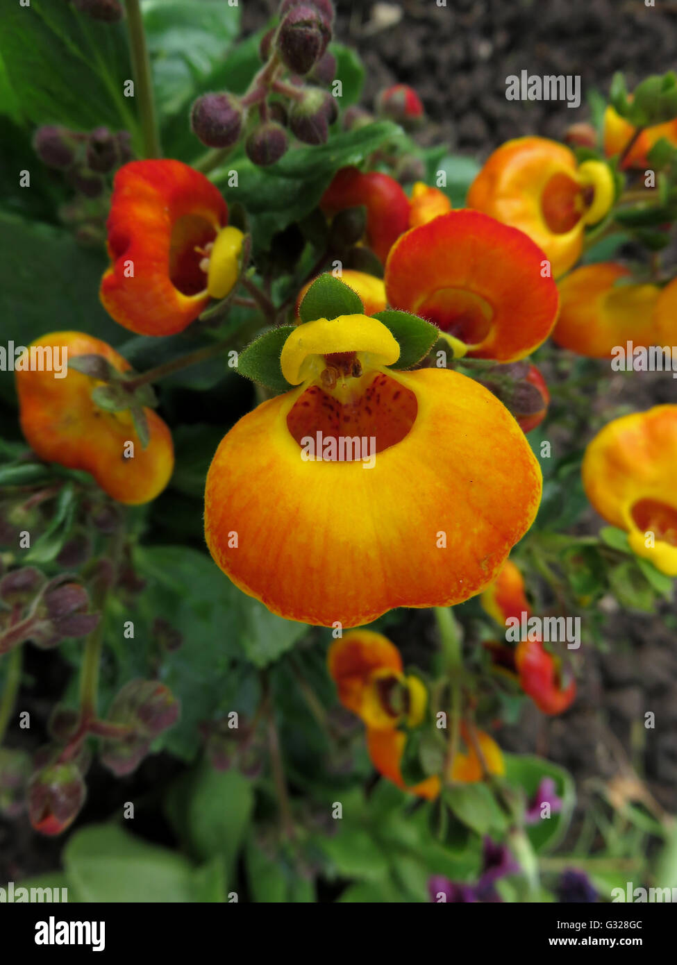 Flower stem of orange and yellow slipperwort (Calceolaria) from above, with buds and flowers in various states of openness Stock Photo