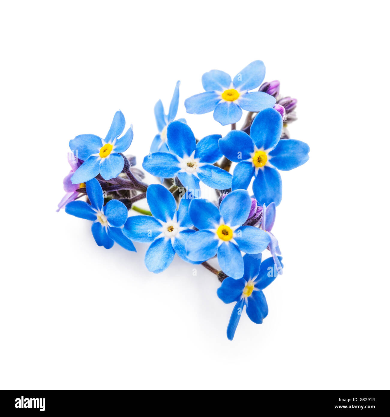 Blue me not flowers bunch isolated on white background clipping path included. Heart