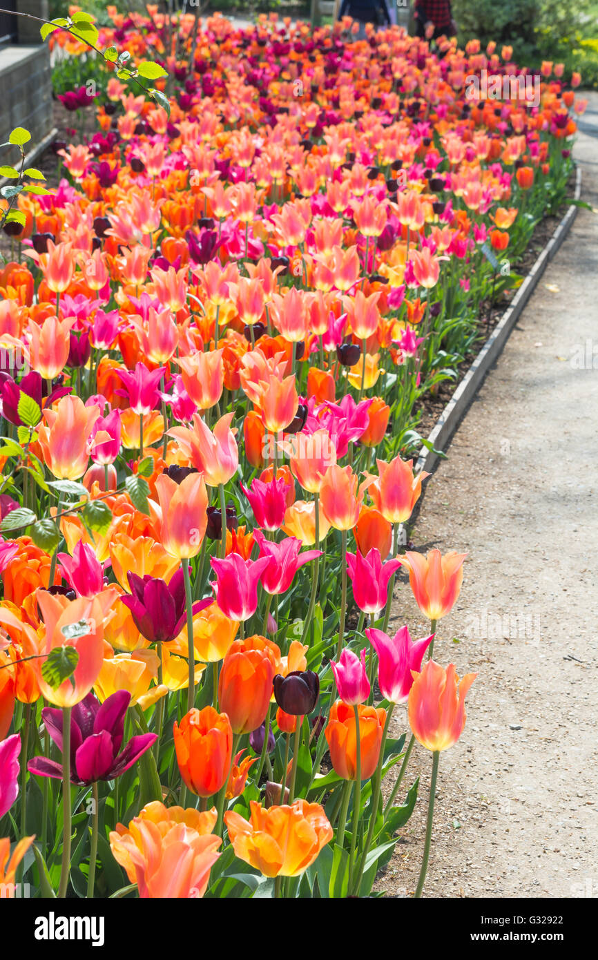 Flower bed of bright tulips Stock Photo - Alamy