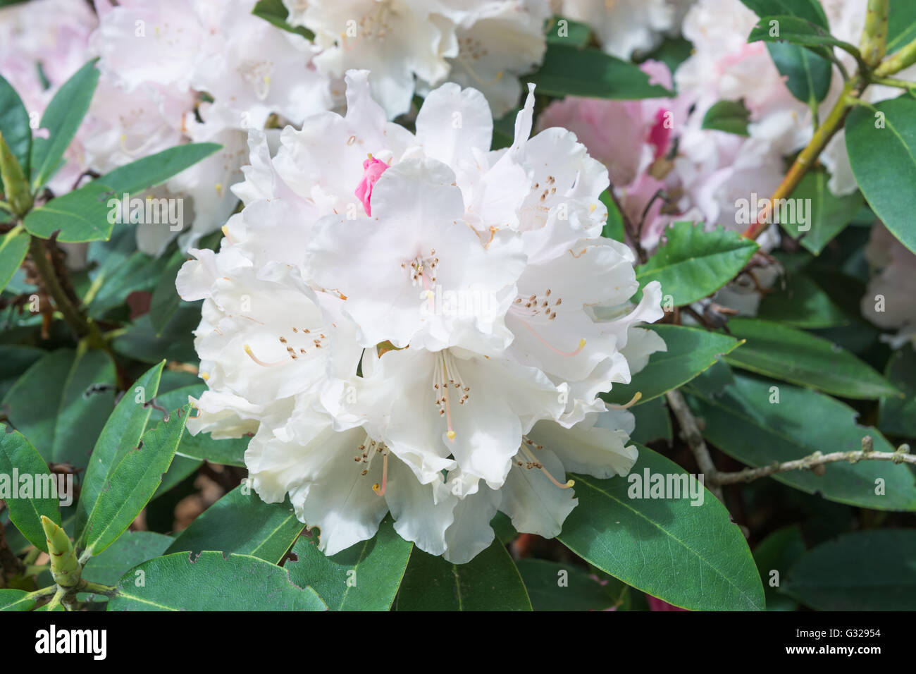 Rhododendron 'Dreamland' Stock Photo