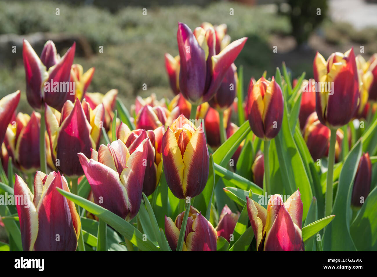 Tulip 'Gavota' Stock Photo