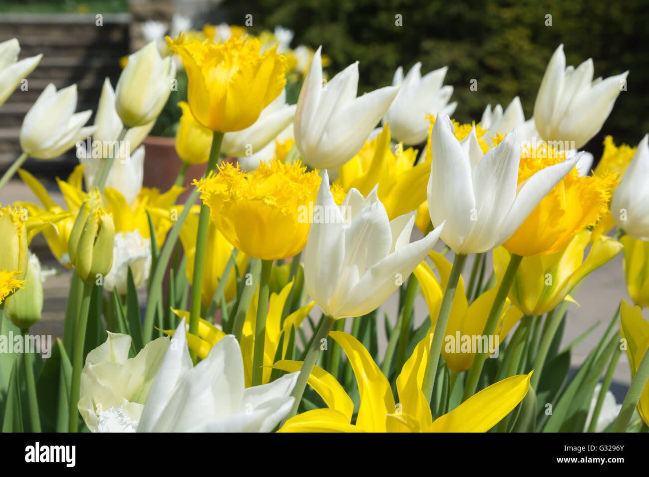 Tulips 'Hamilton' (yellow fringe) 'West Point' (yellow no fringe) & 'White Triumphator' Stock Photo
