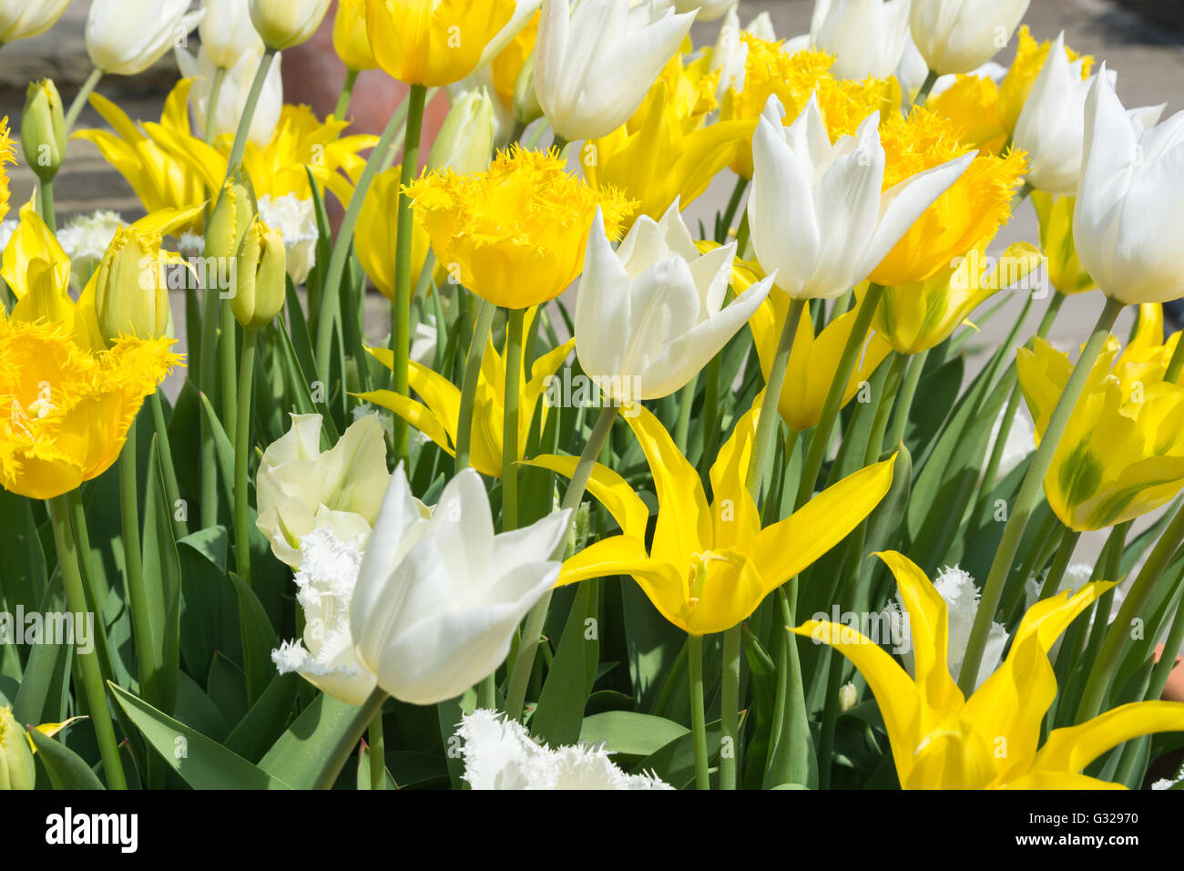 Tulips 'Hamilton' (yellow fringe) 'West Point' (yellow no fringe) 'Honeymoon' (white fringe) & 'White Triumphator' Stock Photo
