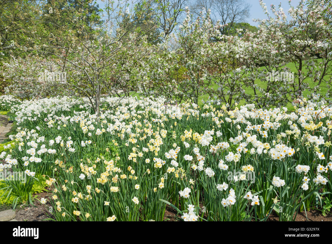 White daffodils and apple blossom Stock Photo