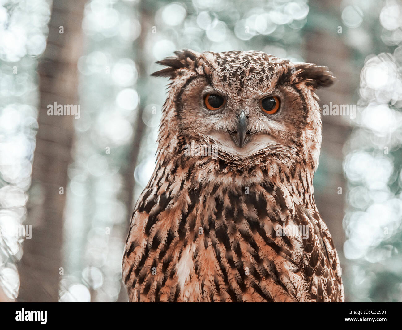 Owl looking directly at the camera on the background of trees. Stock Photo