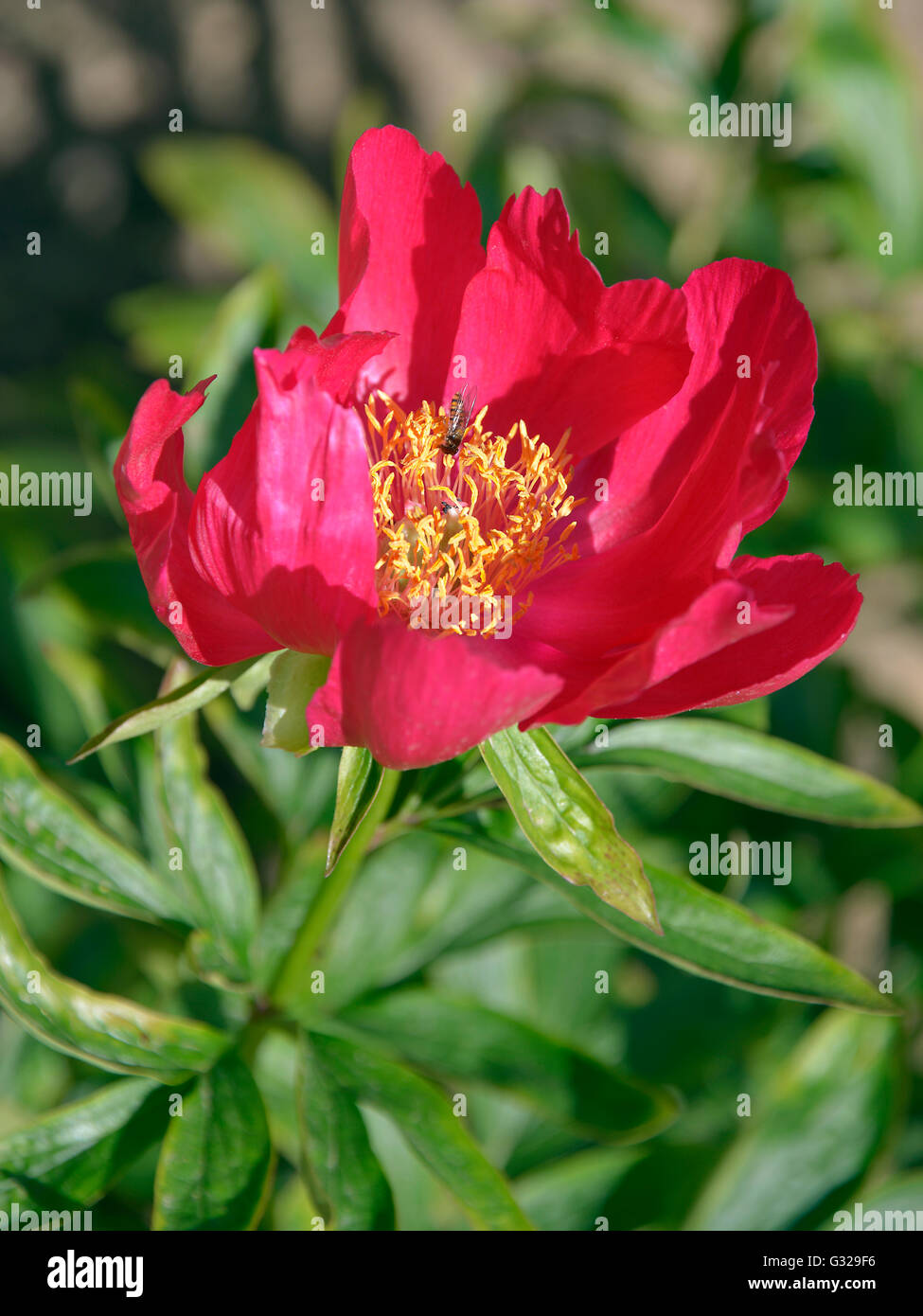 Closeup red Chinese peony flower (Paeonia lactiflora) with hoverfly on stamen Stock Photo