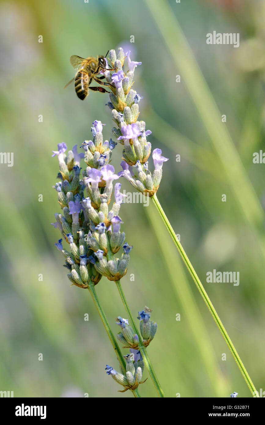 Closeup of honey bee (Apis) feeding on blue lavender flower Stock Photo