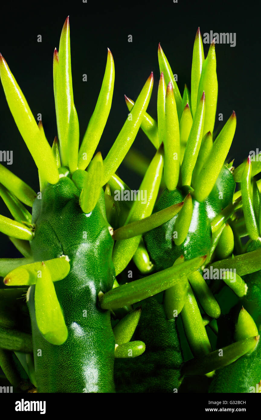 Christmas Tree Cactus Stock Photo Alamy