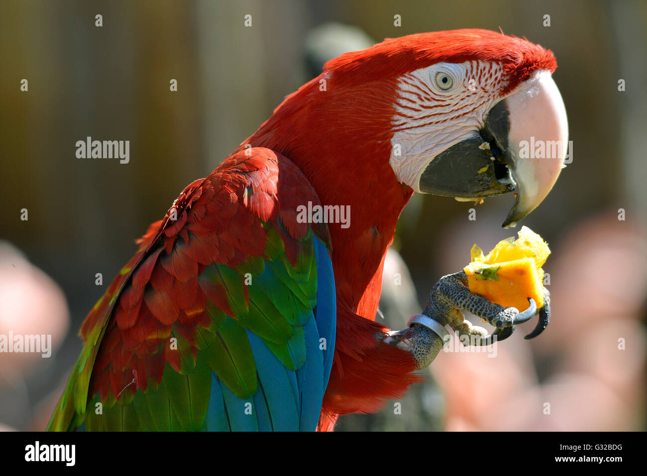 Profile portrait green-winged macaw (Ara chloroptera or chloropterus) eating fruit Stock Photo