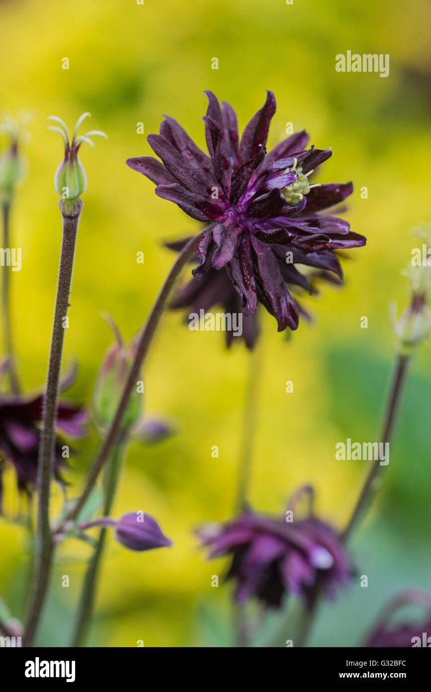 Dark Purple Flowers on Aquilegia Plant Stock Photo