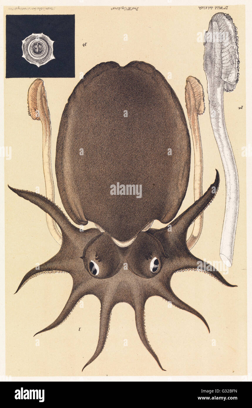 Wild, Mr. John James - Large Melbourne Sepia or Cuttlefish, Sepia apama   - Museum Victoria, Carlton Australia Stock Photo