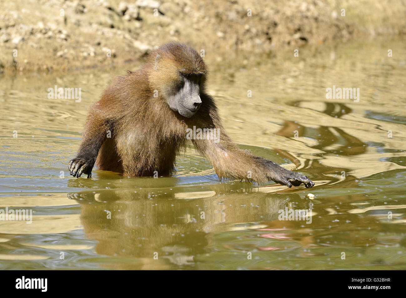 Guinea baboon (Papio papio) walking in the water Stock Photo